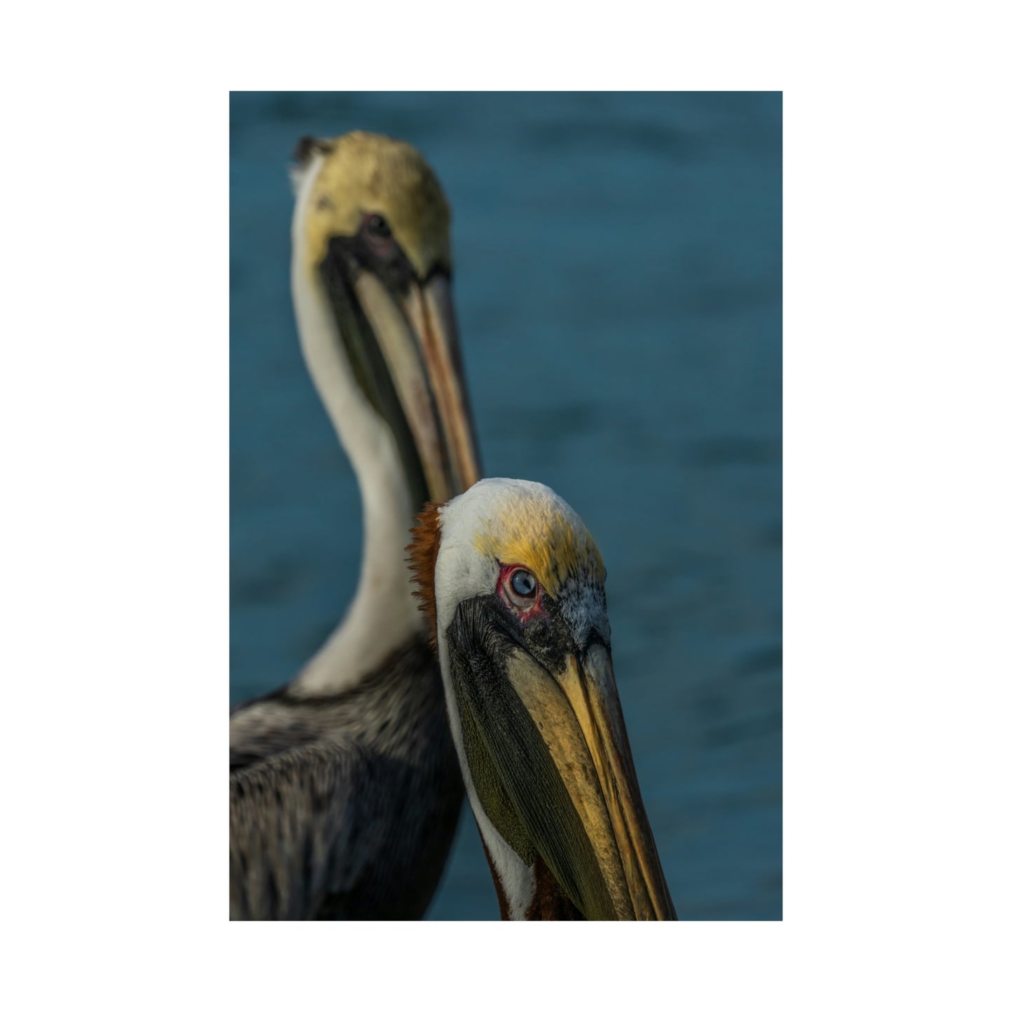 Pelican Matte Vertical Posters  SDPhotography