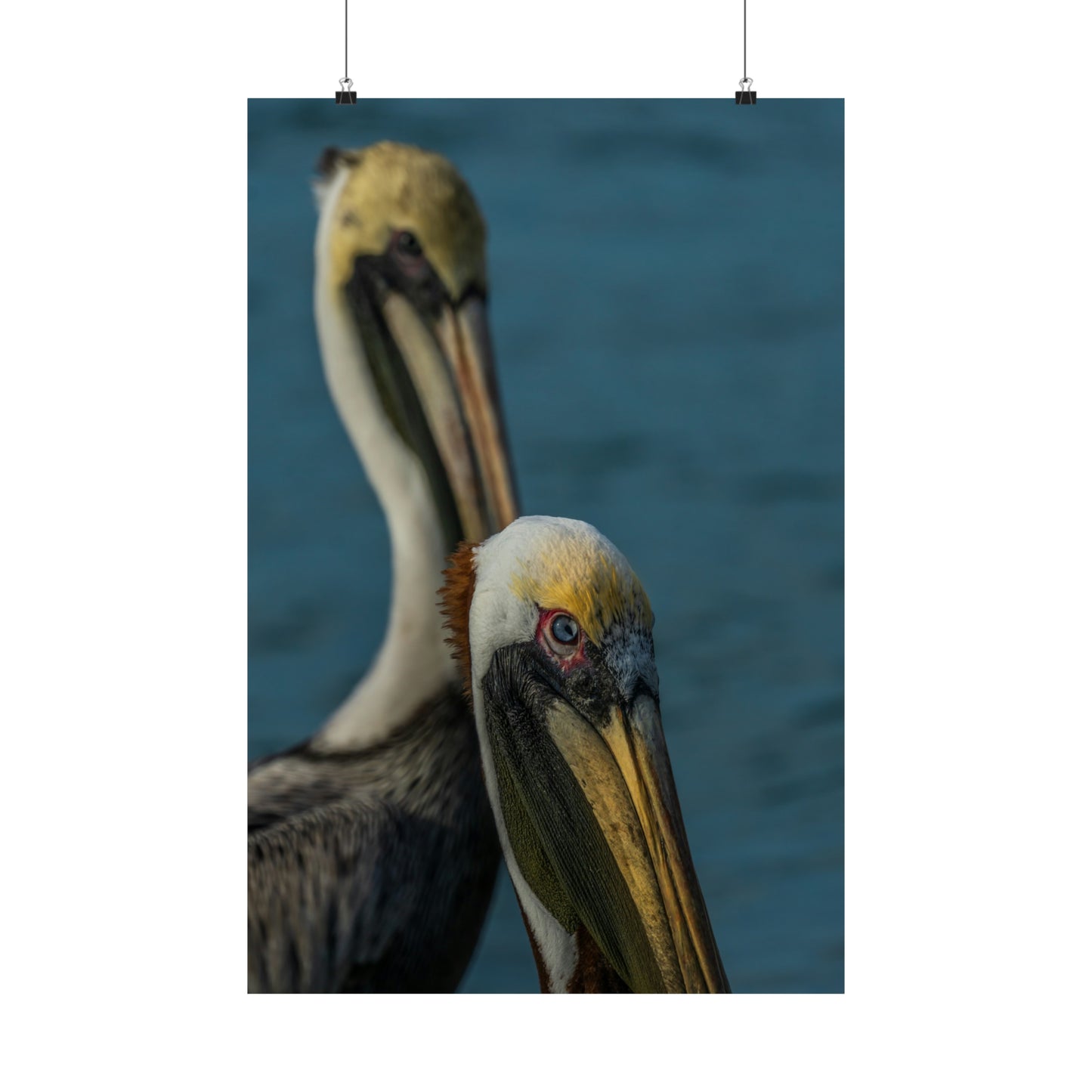 Pelican Matte Vertical Posters  SDPhotography